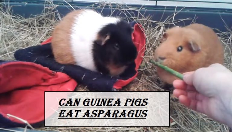 Can Guinea Pigs Eat Asparagus