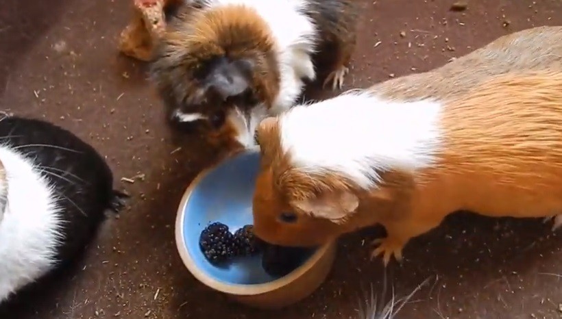 Can Guinea Pigs Eat Blackberries With Skin