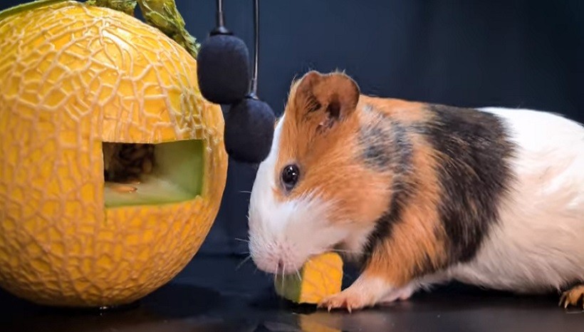 Can Guinea Pigs Eat Cantaloupe Rind