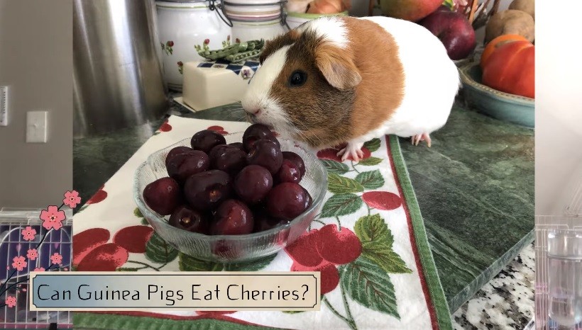 Can Guinea Pigs Eat Cherries