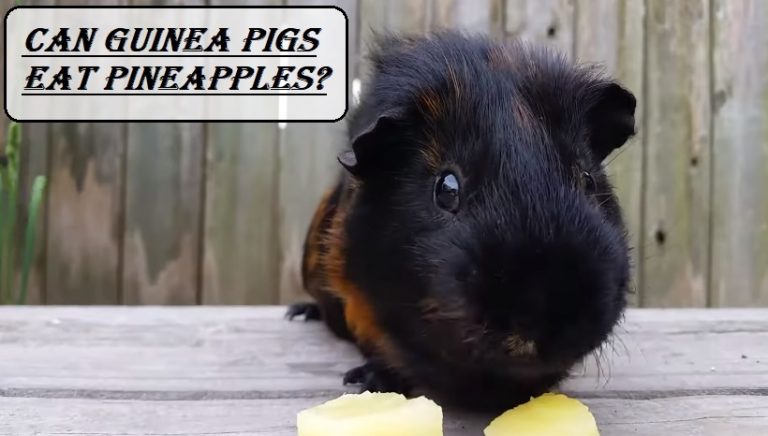 Can Guinea Pigs Eat Pineapples