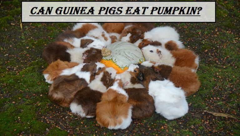 Can Guinea Pigs Eat Pumpkin