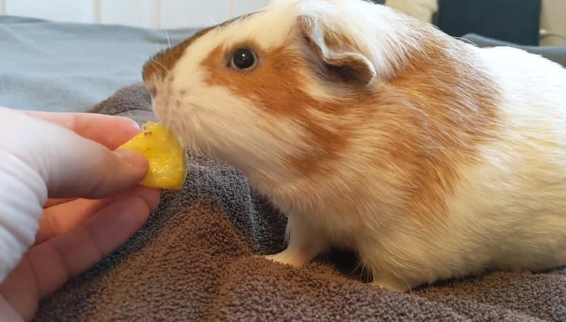Can Guinea Pigs Eat The Outer Skin Of Pineapples