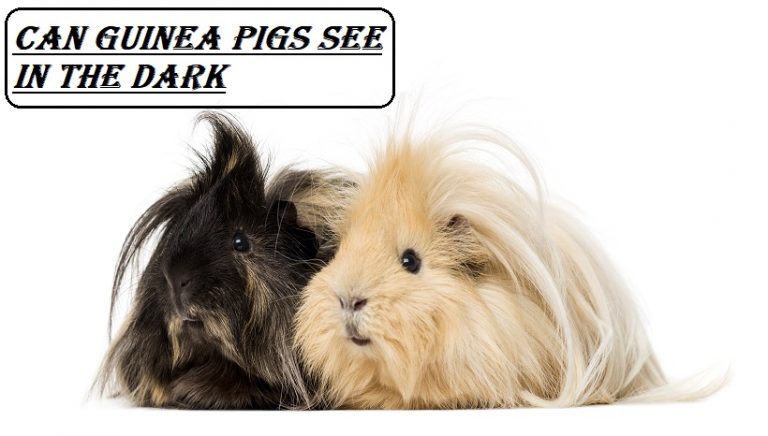 Can Guinea Pigs See In The Dark