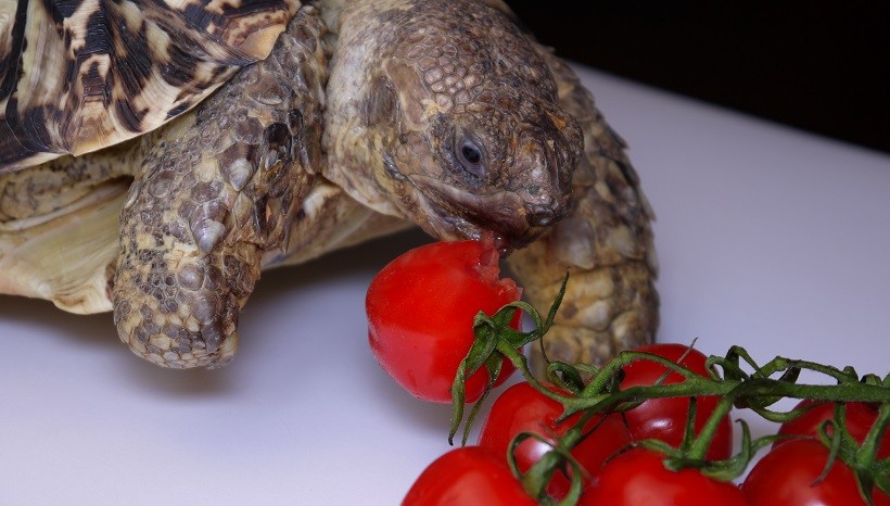 Can I Feed Tomatoes To Tortoises Every Day