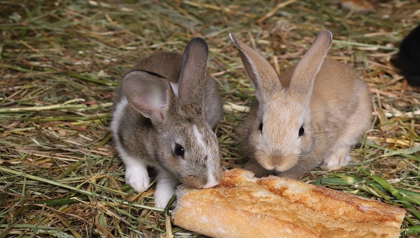 Can Rabbits Eat Breadsticks