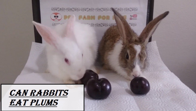 Can Rabbits Eat Plums