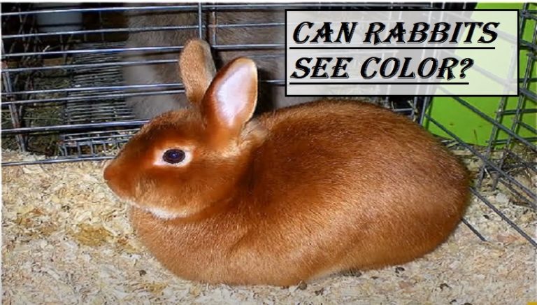 Can Rabbits See Color