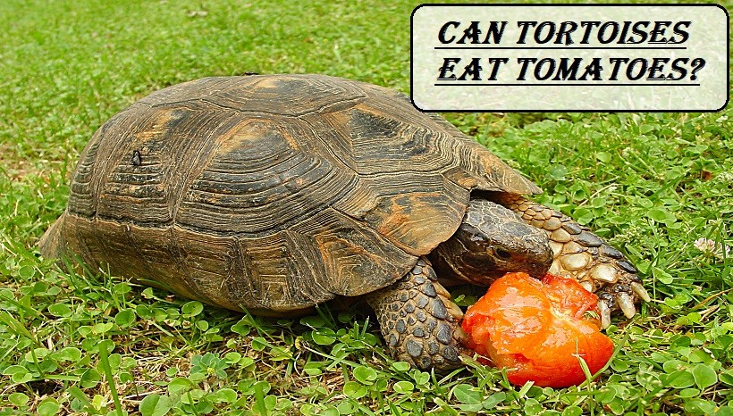 Can Tortoises Eat Tomatoes? | Is Tomato Healthy Or Toxic?