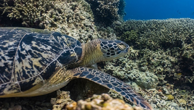 Can Turtles Breathe Underwater