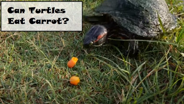 Can Turtles Eat Carrot