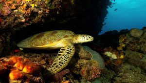 Can Turtles Sleep In Water