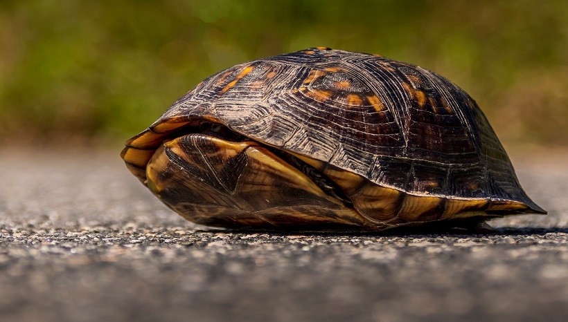 Can Turtles Sleep Inside Their Shell Underwater