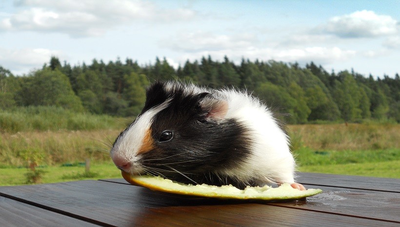 Can You Give Guinea Pigs Melon Rinds
