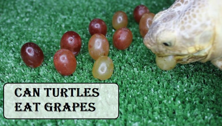 Can turtles eat grapes