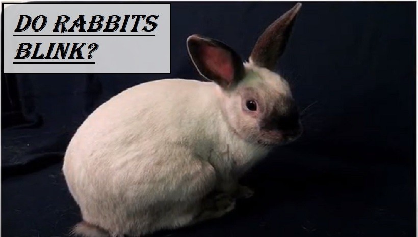 Do Rabbits Blink?