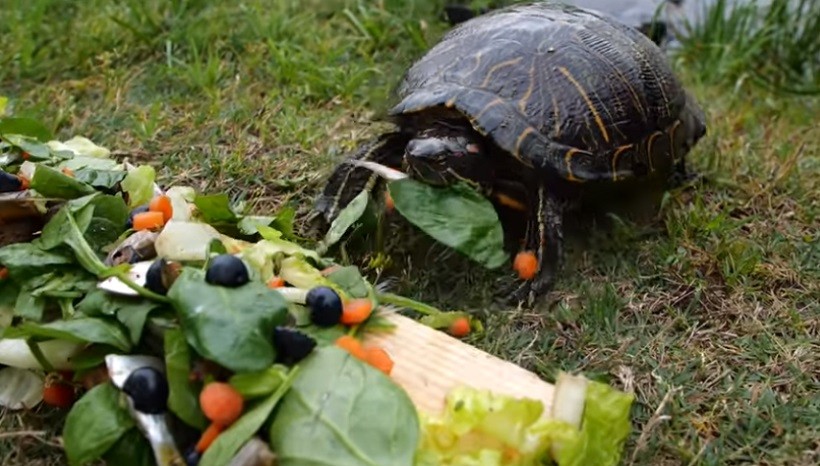 Do Turtles Eat Vegetables