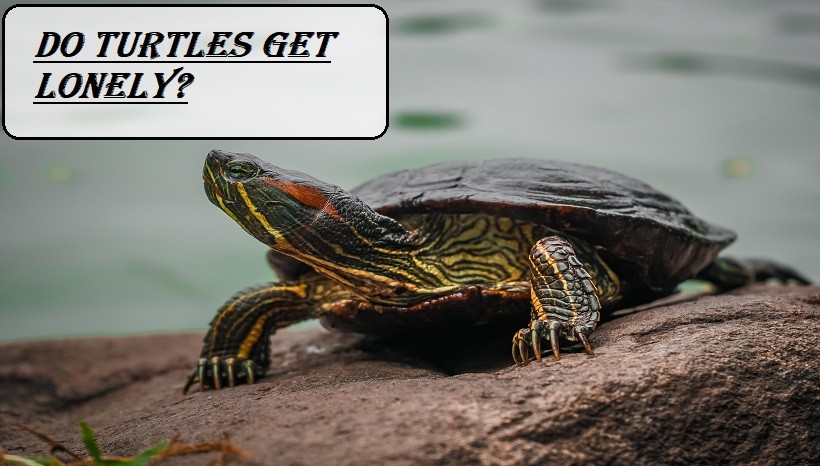 Do Turtles Get Lonely