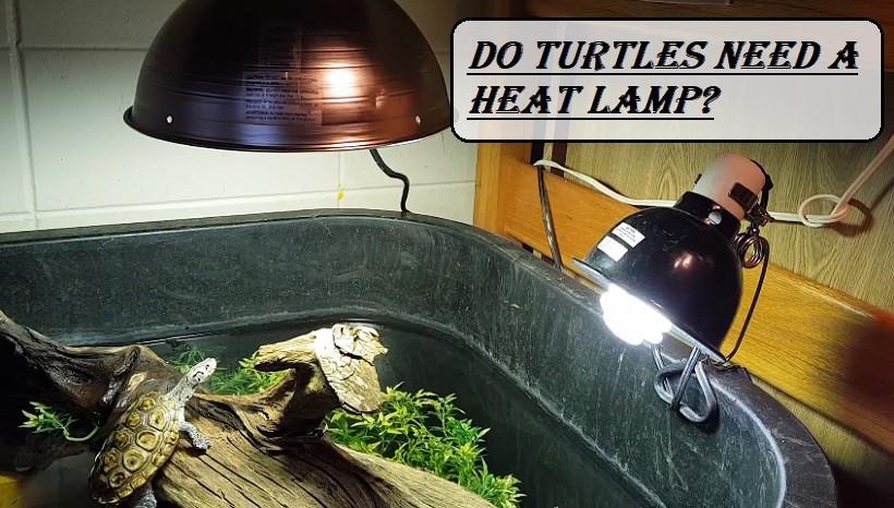 Do Turtles Need A Heat Lamp?