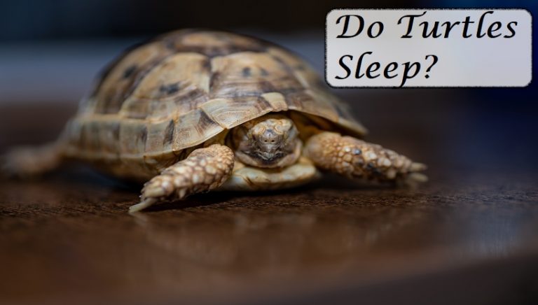 Do Turtles Sleep