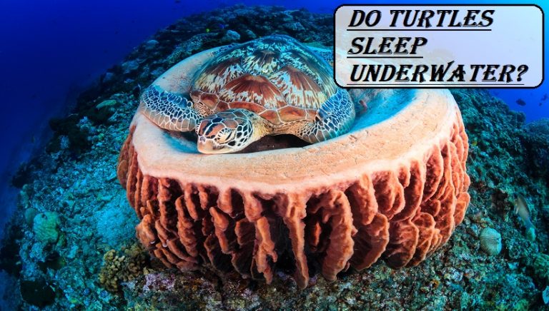 Do turtles sleep Underwater