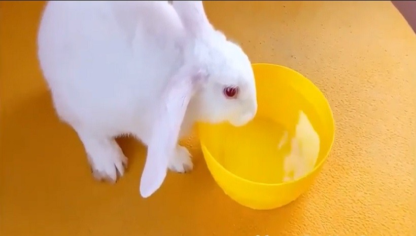 How Do Rabbits Drink Water In The Wild