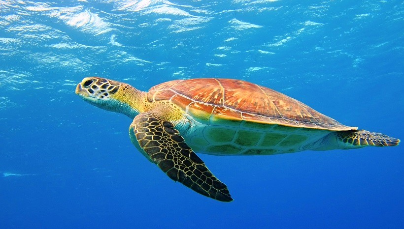 How Do Turtles Breathe Underwater