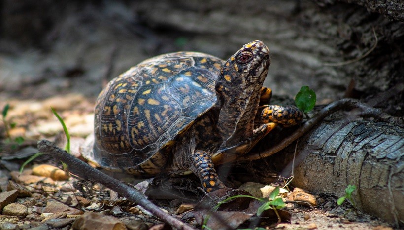 How Long Can A Box Turtle Go Without Eating