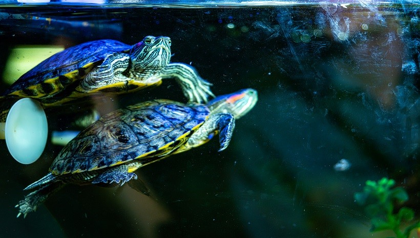 How Long Can Pet Turtles Stay Underwater