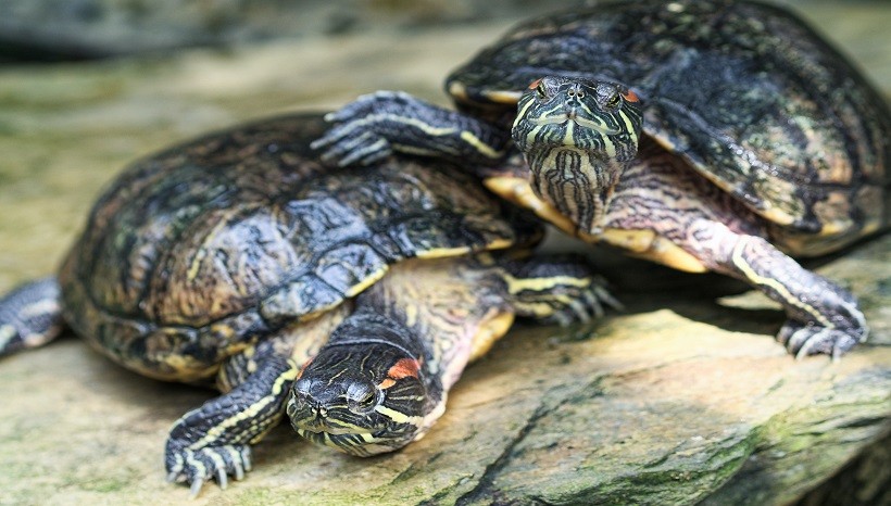 Do Turtles Sleep? | Where, When, And How Long Do They Sleep?