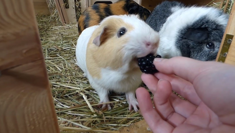 How Many Blackberries Can Guinea Pigs Eat