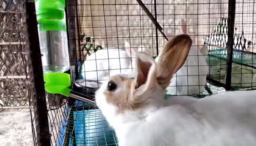 How Much Water Does Rabbit Drink Daily