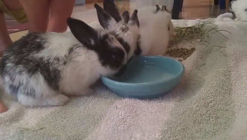 How Often Do Rabbits Drink Water