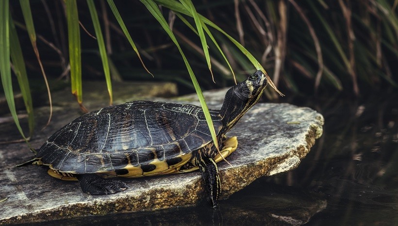 How Smart Are Red-Eared Slider Turtles