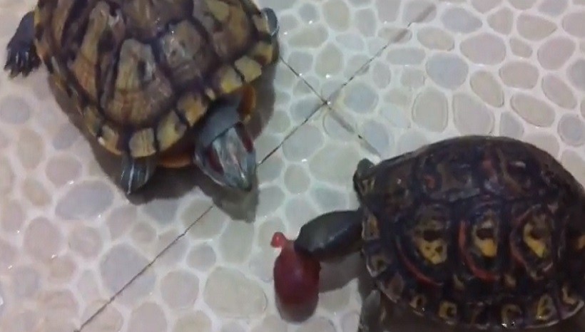 How To Feed Grapes To Turtles