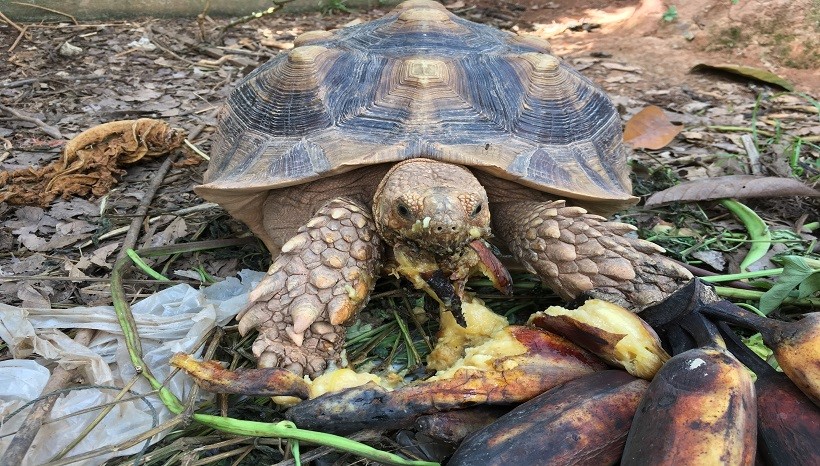 How To Feed Your Turtle Banana