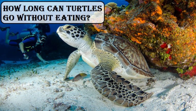How long can turtles go without eating