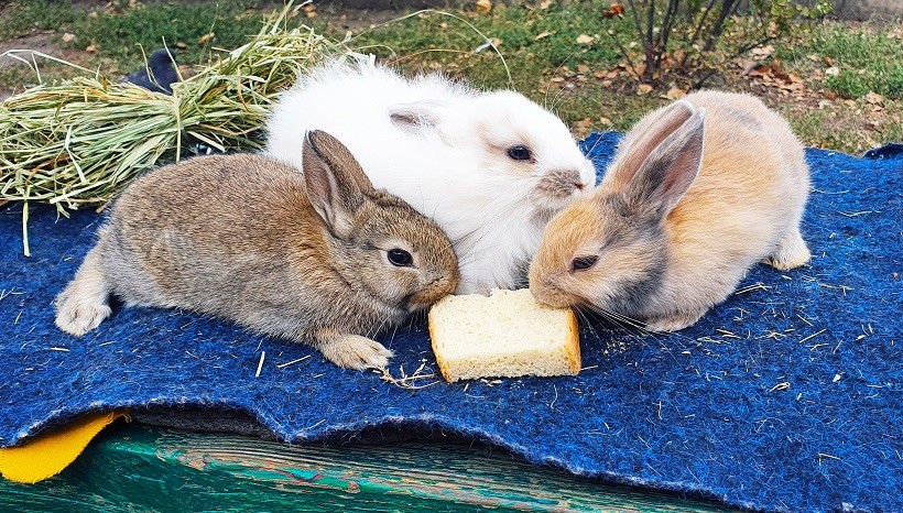 In What Quantity Does My Baby Rabbit Have Bread