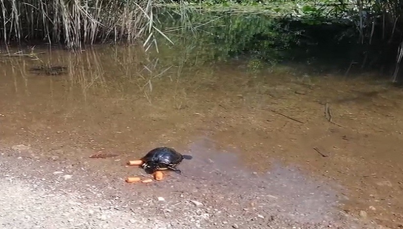 Is Carrot Healthy For Turtles