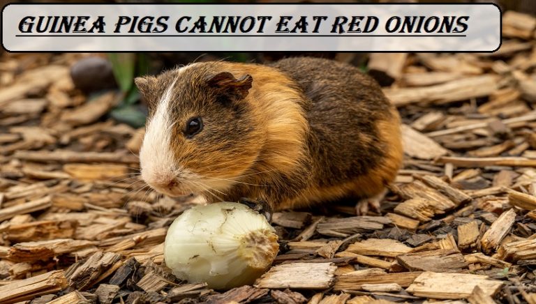 guinea pigs cannot eat red onions