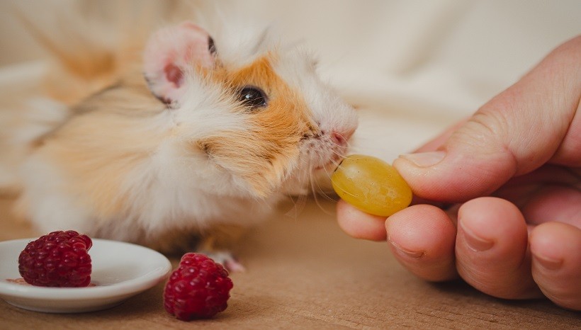 Are Grapes Good For Guinea Pigs