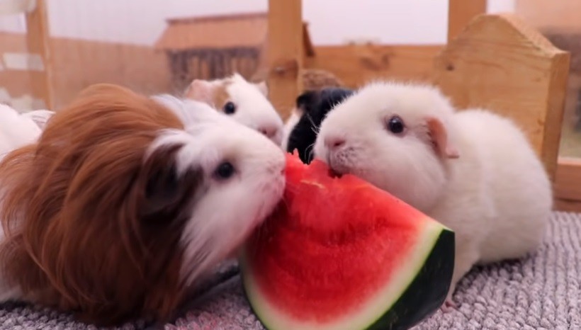 Can American Guinea Pigs Eat Watermelon