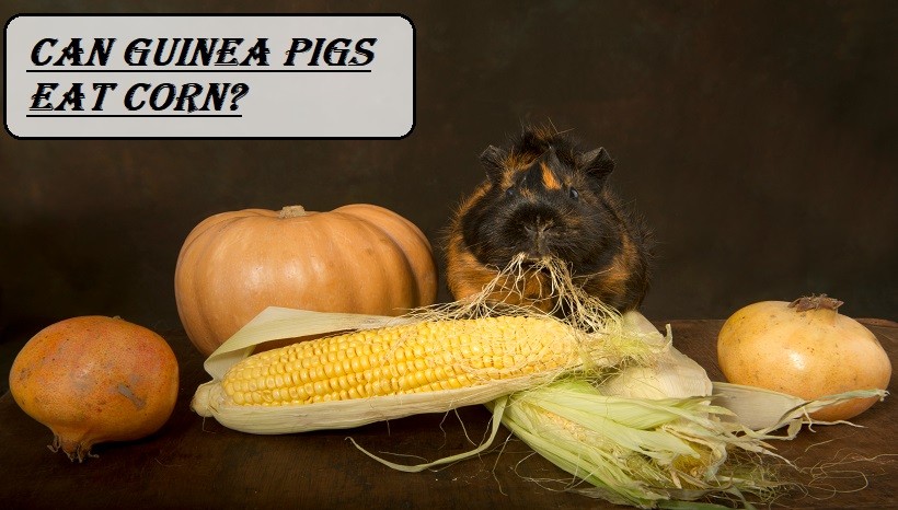 Can Guinea Pigs Eat Corn