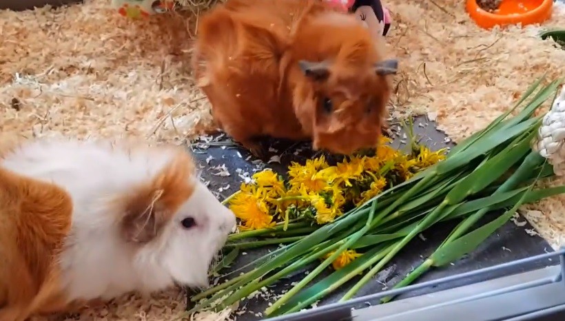 Can Guinea Pigs Eat Dandelion Leaves
