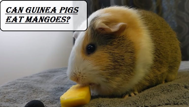 Can Guinea Pigs Eat Mangoes