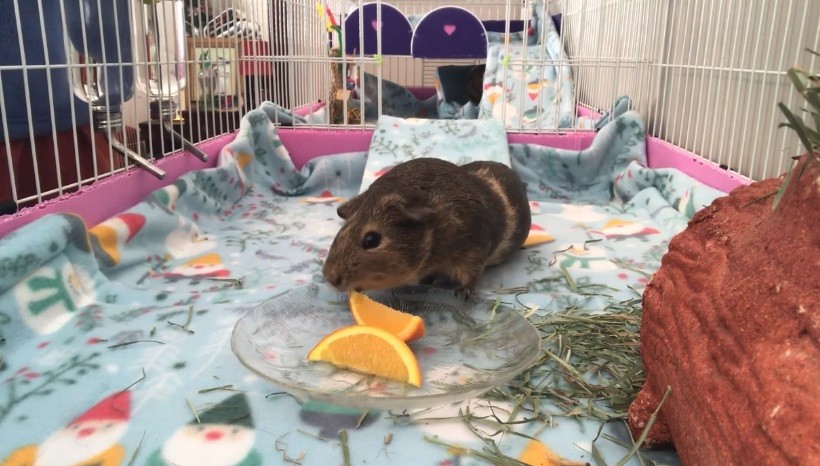 Can Guinea Pigs Eat Orange Peels