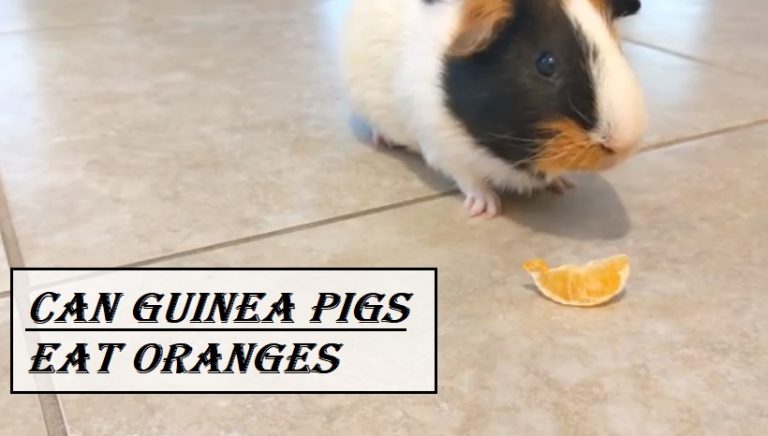 Can Guinea Pigs Eat Oranges