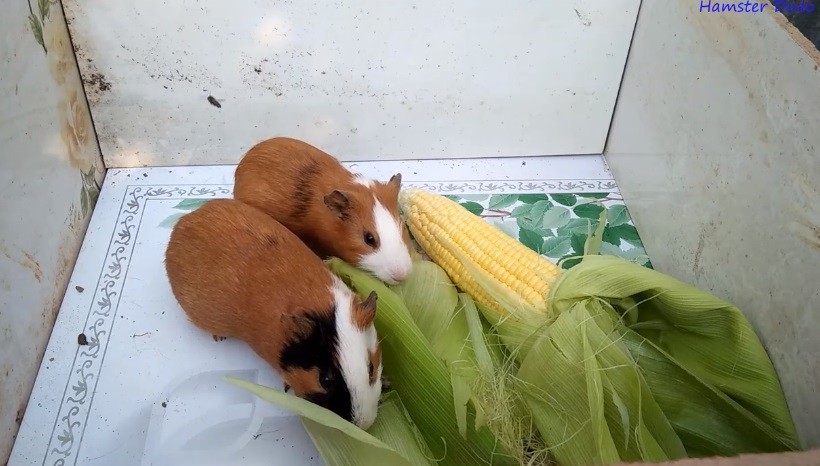 Can Guinea Pigs Eat Raw Corn