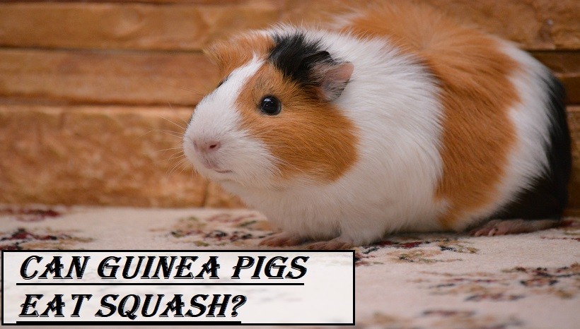 Can Guinea Pigs Eat Squash