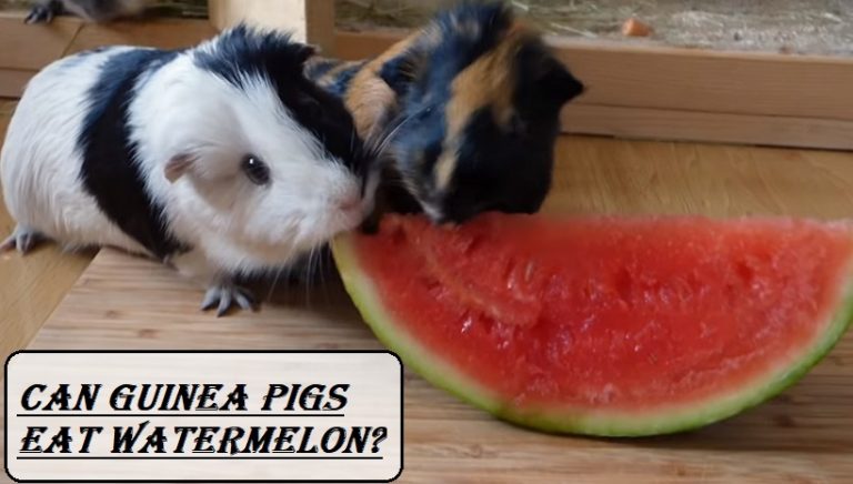 Can Guinea Pigs Eat Watermelon